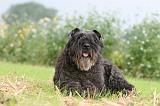 BOUVIER DES FLANDRES 398